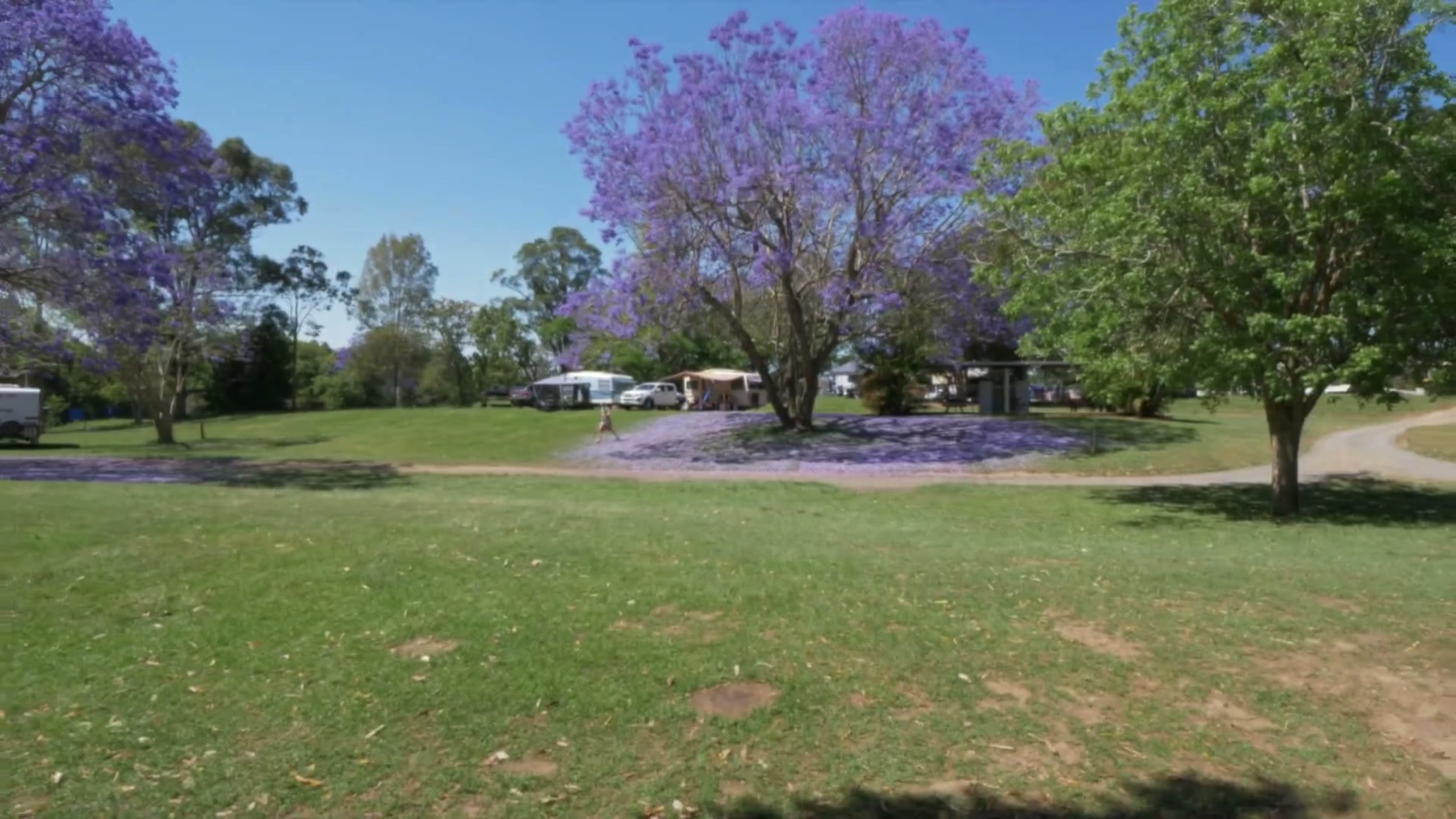 Flowering jacaranda trees and green lawns beside the campsites